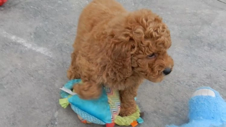 Mini Goldendoodle dogs for sale: Kole - Video 2