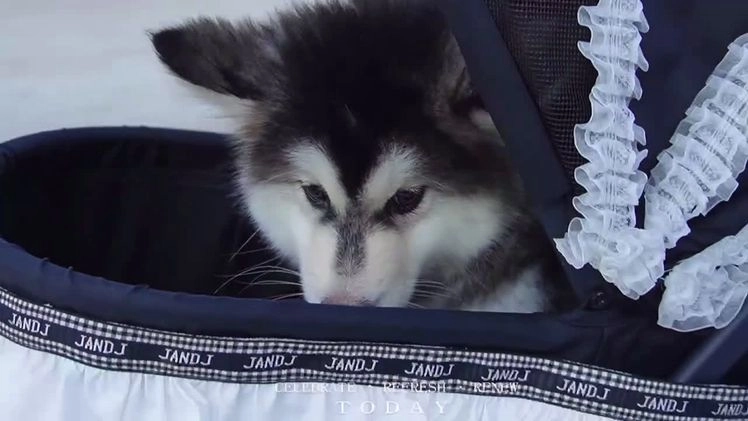 Alaskan Malamute dogs for sale: Dong Dong - Video 2