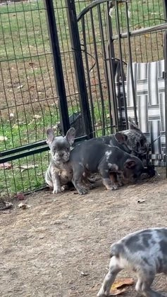 French Bulldog dogs for sale: Leo - Video 1