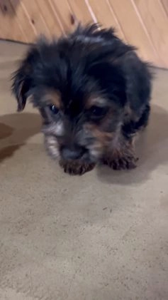 Yorkshire Terrier dogs for sale: Laina - Video 2