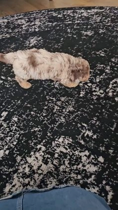 Miniature Poodle dogs for sale: Wilma - Video 1