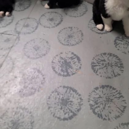 Mixed Breed dogs for sale: Patty - Video 1