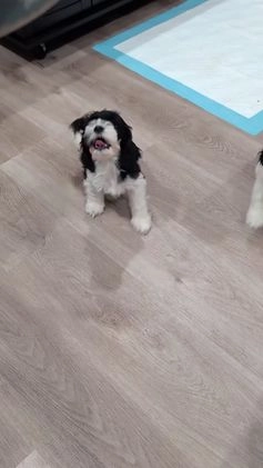 Cockapoo dogs for sale: Jules (F2b) - Video 1