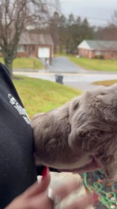 French Bulldog dogs for sale: Frosty - Video 1