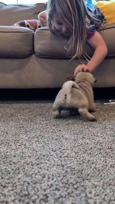 Pug dogs for sale: Champion Otis - Video 1