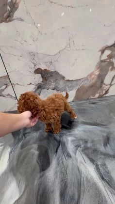 Toy Poodle dogs for sale: Toy Poodle Puppy 1 - Video 1