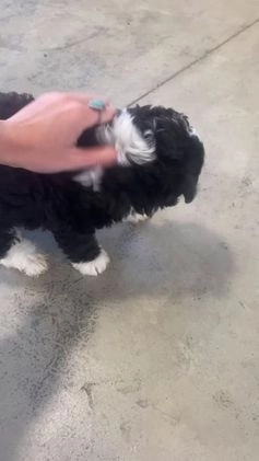 Mini Aussiedoodle dogs for sale: Gianna - Video 7