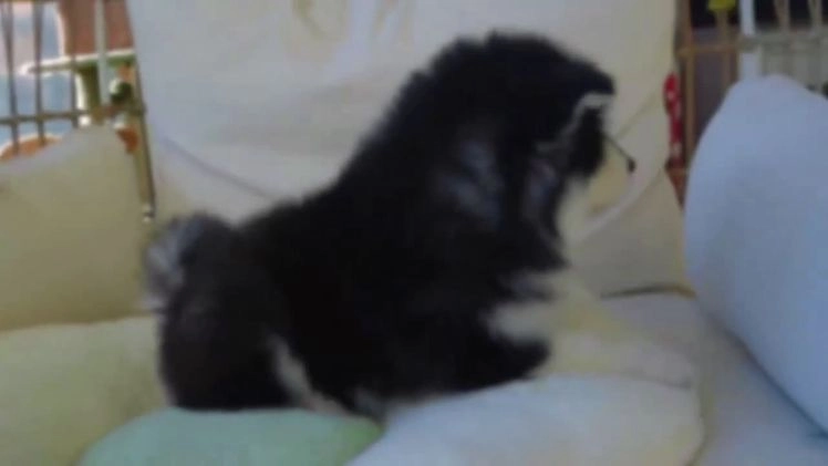 Alaskan Malamute dogs for sale: Xiao Zi - Video 1
