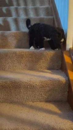 Goldendoodle dogs for sale: Goldendoodle Puppy Collar Pink - Video 6