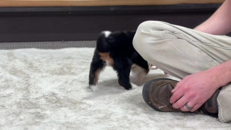 Mini Bernedoodle dogs for sale: Petra - Video 1