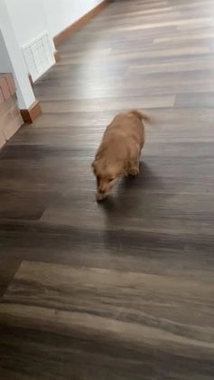 Golden Retriever dogs for sale: Lottie - Video 1