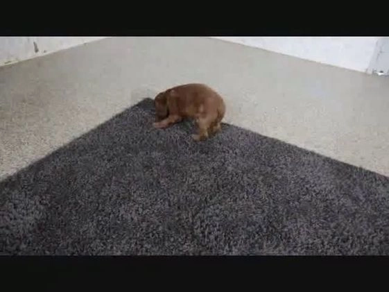 Mini Goldendoodle dogs for sale: Buster - Video 1