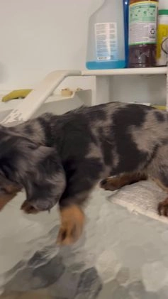 Miniature Dachshund dogs for sale: Julia - Video 1