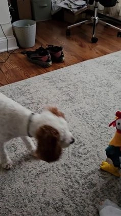 Cavapoo dogs for stud: Loki Kingsley - Video 2