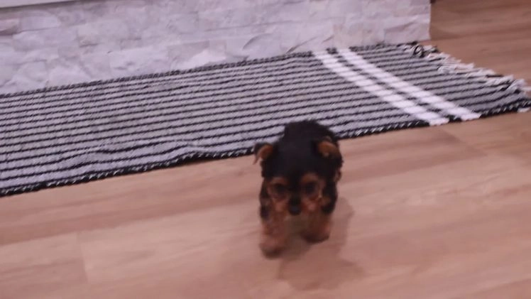 Yorkshire Terrier dogs for sale: Radar - Video 1