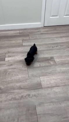 Yorkshire Terrier dogs for sale: Charlie - Video 1