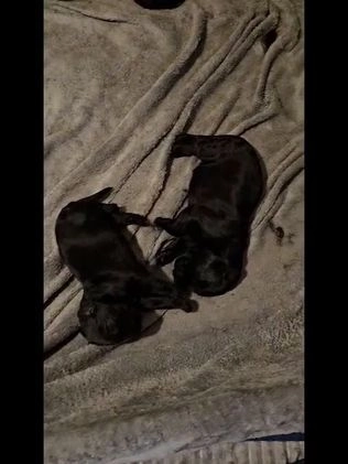 Giant Schnauzer dogs for sale: Giant Schnauzer Puppy 3 - Video 2