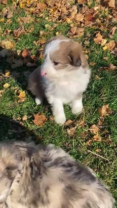 Mini Aussiedoodle dogs for sale: Tink - Video 1