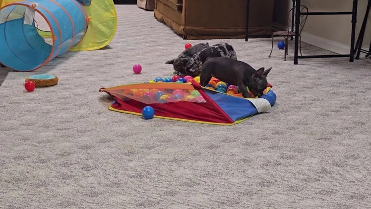 French Bulldog dogs for sale: Remi - Video 3
