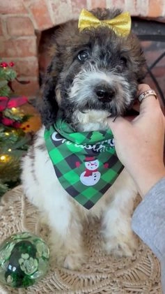 Saint Berdoodles dogs for sale: Ryan - Video 6