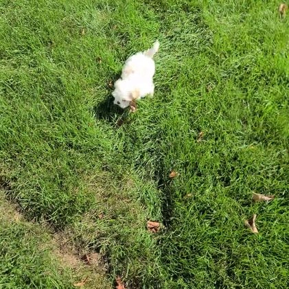 Shih Tzu dogs for sale: Riley - Video 1