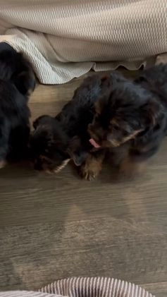 Yorkshire Terrier dogs for sale: Cole - Video 2