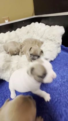 French Bulldog dogs for sale: Walter - Video 2