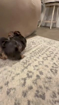 Yorkshire Terrier dogs for sale: Poppy - Video 1