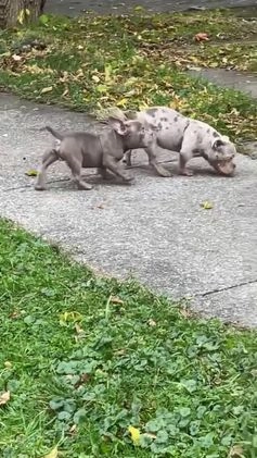 American Bully dogs for sale: Beautiful Pup - Video 4