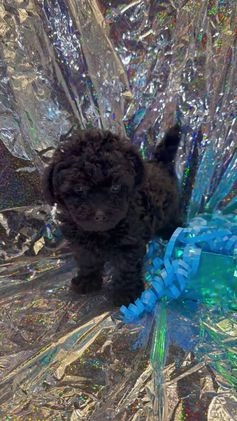 Toy Poodle dogs for sale: Jacob  - Video 1
