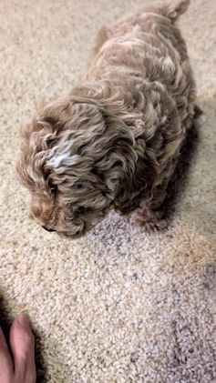 Miniature Poodle dogs for sale: Harmony  - Video 1