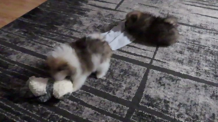 Pomeranian dogs for sale: DONALD - Video 1