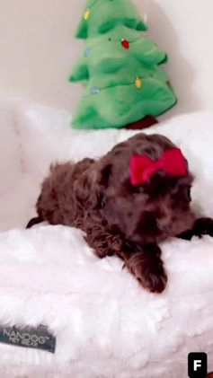 Shihpoo dogs for sale: Midnight  - Video 2