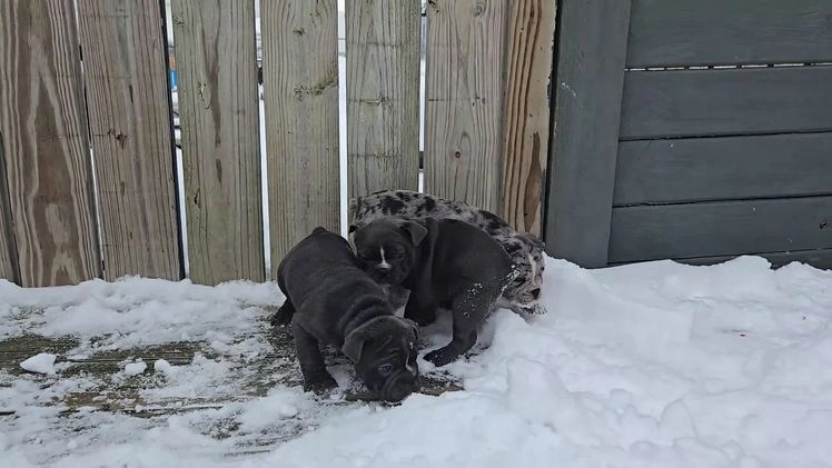 French Bulldog dogs for sale: Grace - Video 1