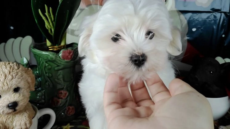 Maltese dogs for sale: ricky - Video 1