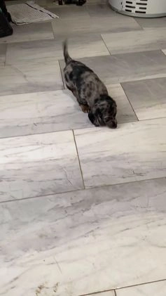 Miniature Dachshund dogs for sale: Bella - Video 5