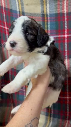 Mixed Breed dogs for sale: Benson - Video 1