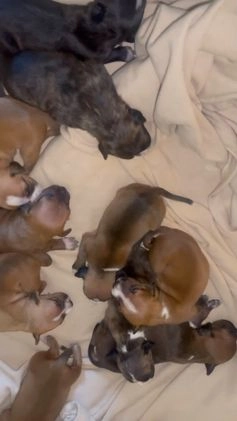 American Pit Bull Terrier dogs for sale: American Pit Bull Terrier Puppy 9 - Video 1