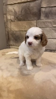Cavapoo dogs for sale: Ginger  - Video 1