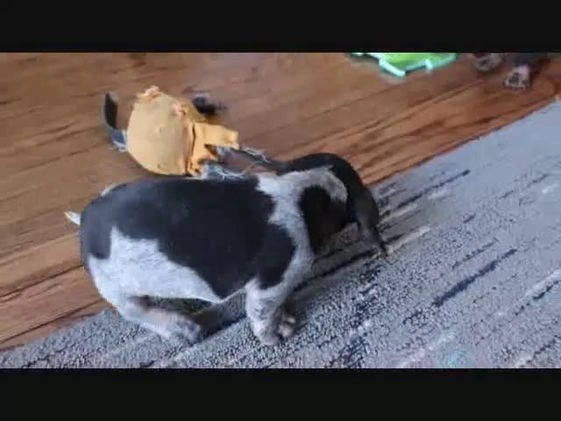 Miniature Dachshund dogs for sale: Miniature Dachshund Puppy 1 - Video 1