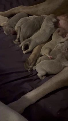 Labrador Retriever dogs for sale: Elsie - Video 1