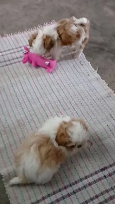 Shih Tzu dogs for sale: Lily - Video 1