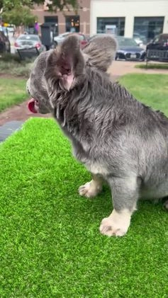 French Bulldog dogs for sale: Mercedes  - Video 2