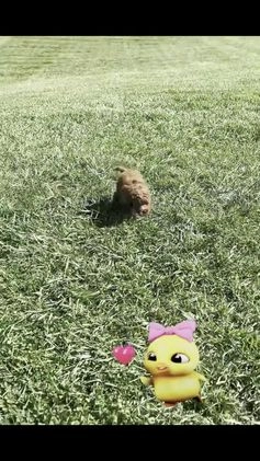 Mini Goldendoodle dogs for sale: Lady - Video 1