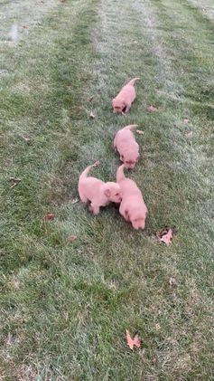 Golden Retriever dogs for sale: Copper - Video 1