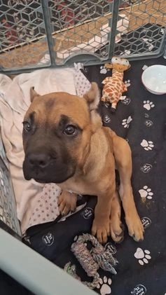 Cane Corso dogs for sale: Cane Corso Puppy 1 - Video 1