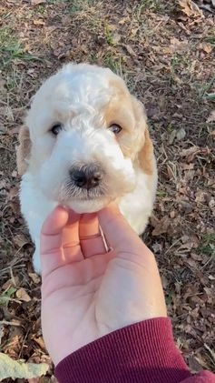 Mixed Breed dogs for sale: Cooper - Video 1