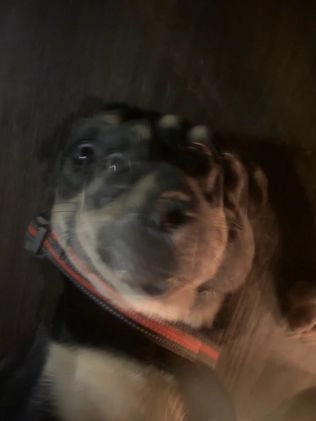 Mixed Breed dogs for sale: Mave  - Video 1