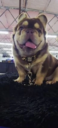 French Bulldog dogs for stud: French Bulldog 1 puppies - Video 1