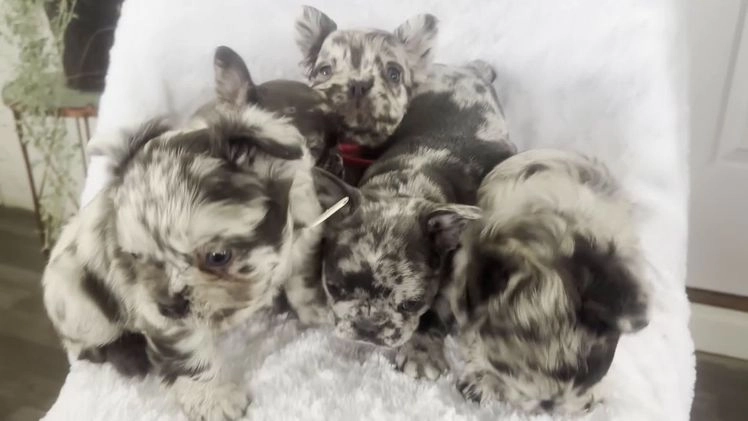 French Bulldog dogs for sale: Ricky - Video 8